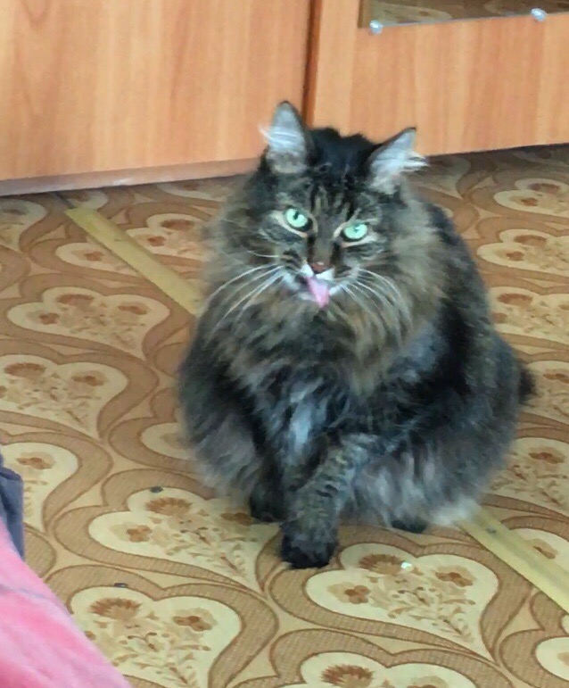 Забавные картинки с котами из сети