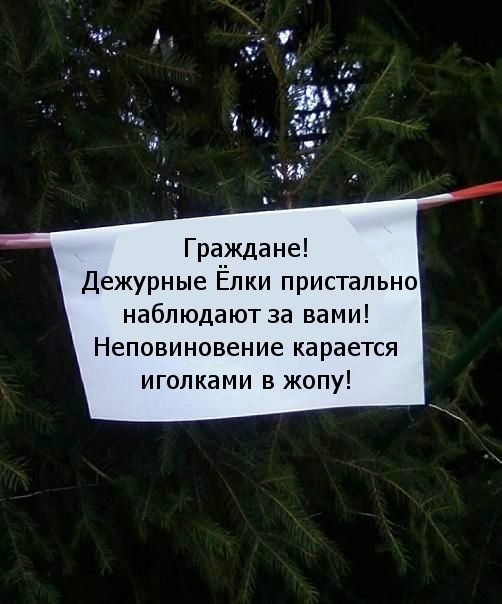 ёлки идем резать?
