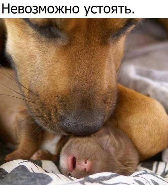 Собаки бывают