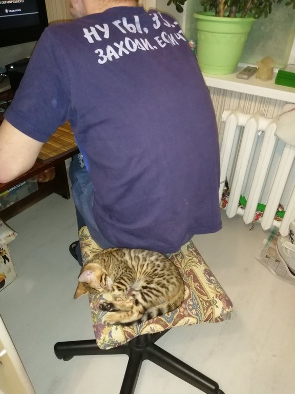 Последний котовторник 2020 года