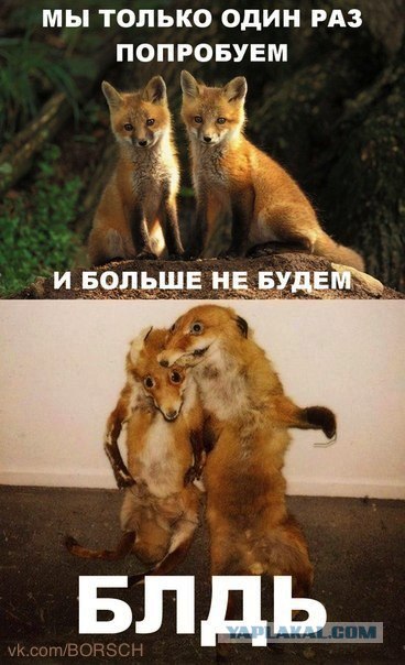 Таксидермия + наркомания