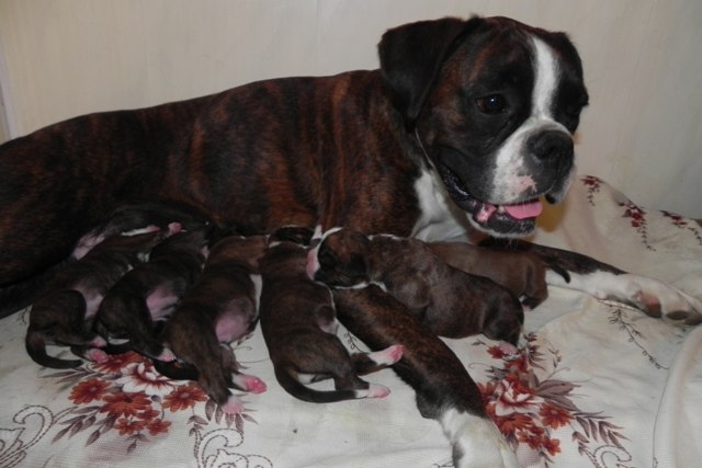 Купить На Avito Собаку Немецкий Боксер