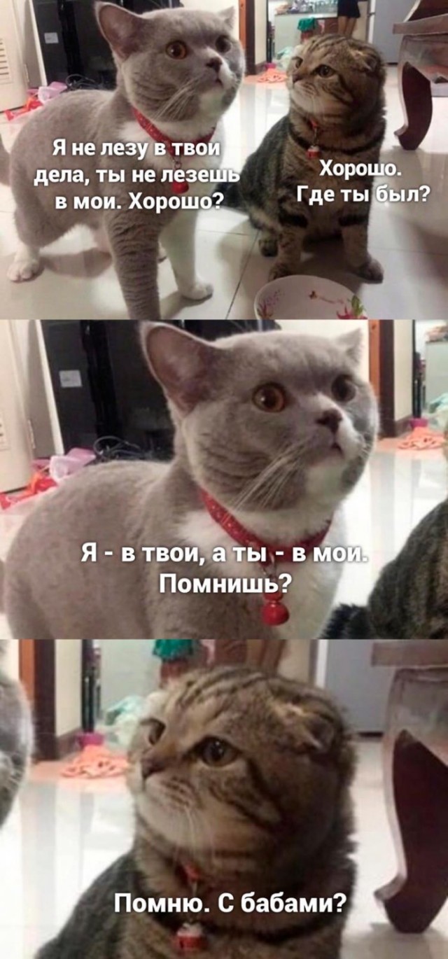 Картинки и мемы для настроения 09.06.2021