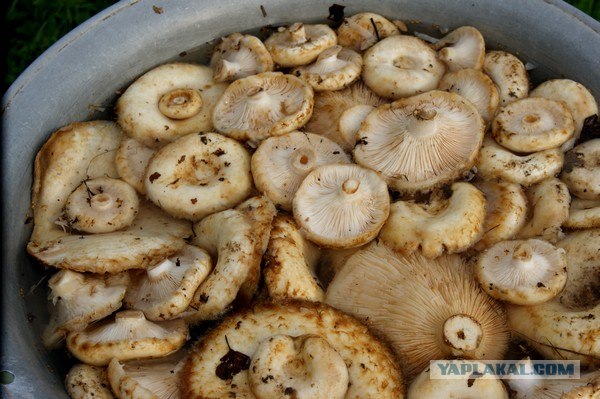 Осень в банках