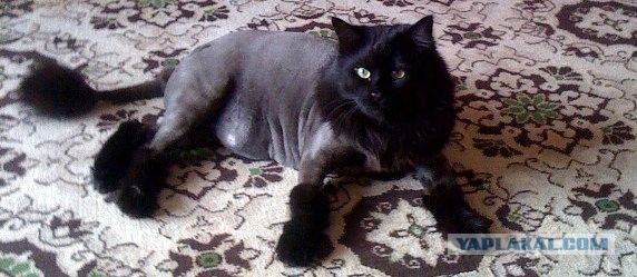 Котовторник  19.03.2013