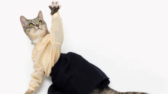 Вот я – кот! А чего добился ты?