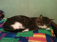Котовторник 09.04.2013
