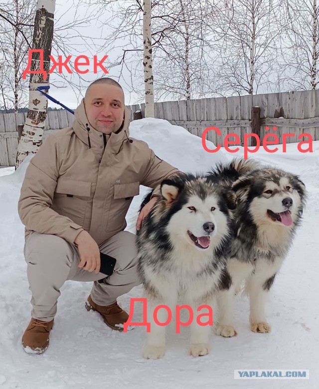 А у меня воскресный пёс