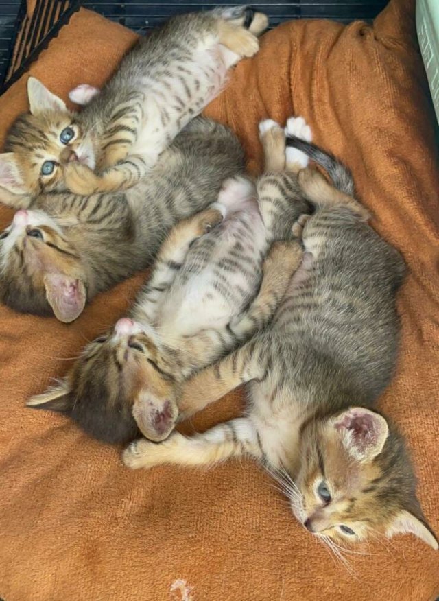 Котовторник 05/11/2024