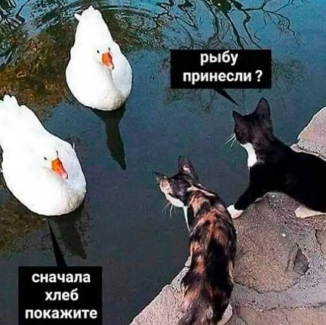 К котовторнику: подборка картинок-баянов с котиками и про котиков. Выпуск 4