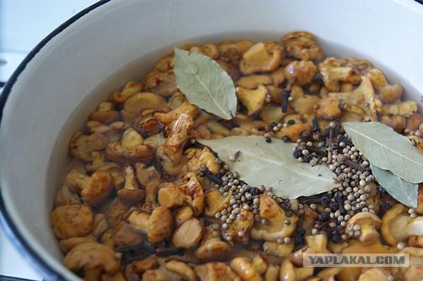 Лисички маринованные, Запасаюсь на зиму