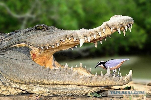 Почему крокодилы не обедают капибарами: история дружбы, в которую лучше не верить