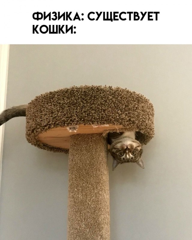 К котовторнику: подборка картинок-баянов с котиками и про котиков. Выпуск 11