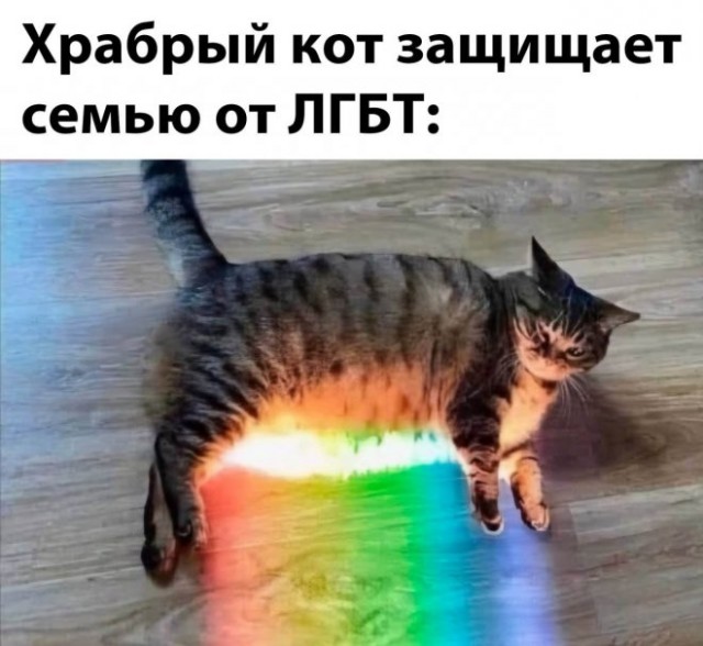 К котовторнику: подборка картинок-баянов с котиками и про котиков. Выпуск 13