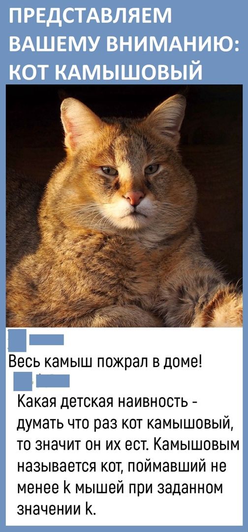 К котовторнику: подборка картинок-баянов с котиками и про котиков. Выпуск 27.