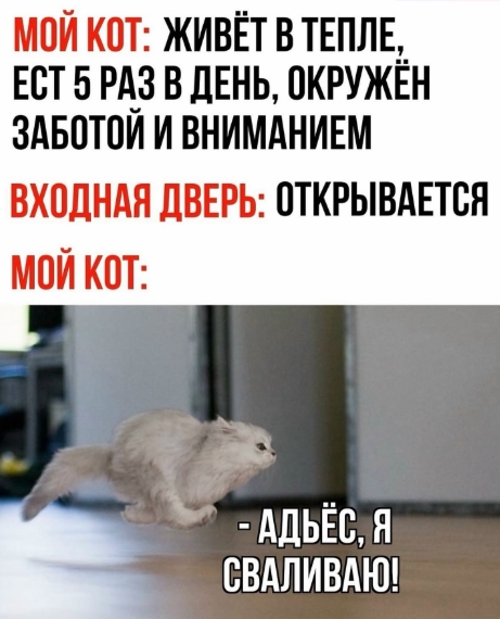 К котовторнику: подборка картинок-баянов с котиками и про котиков. Выпуск 28.