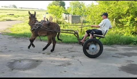 Ослы самые устойчивее, в отличии от лошадей