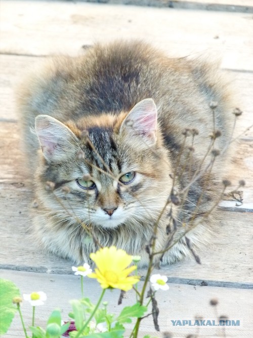 Котовторник 03.09.2013