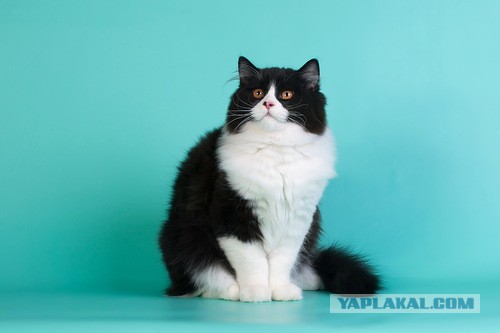 Котовторник   31.12.  2013