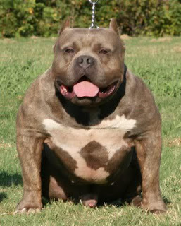 О, my dog