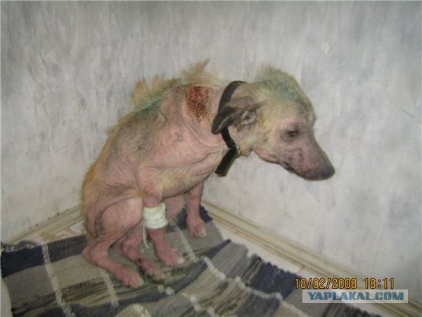 Спасенные собаки