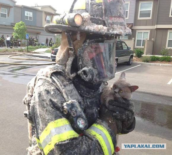 Коты, спасенные пожарными