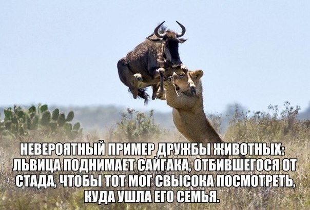 Фотки из интернета.