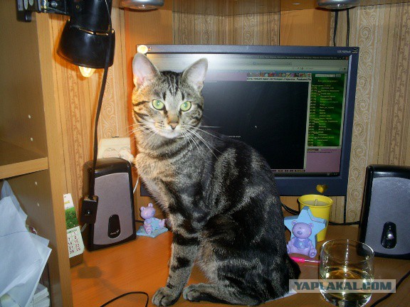Котовторник 29.04.14.