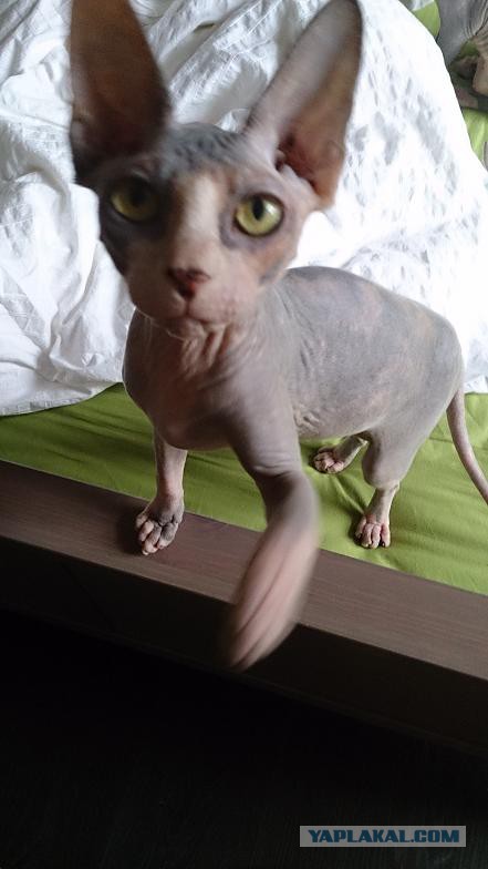 Котовторник 6.05.2014