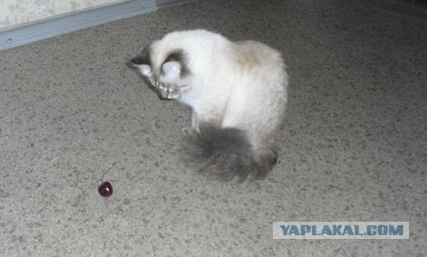 Котовторник 15.07.2014.