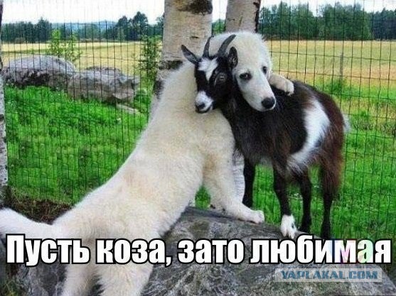 Весёлое из сети