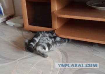 Котовторник 31.03.2015