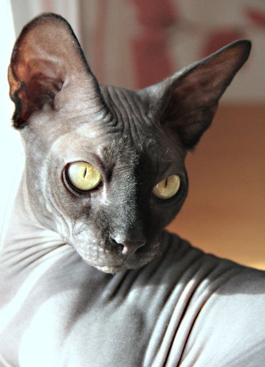 Кот. Просто кот