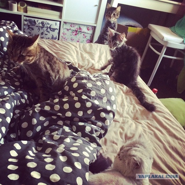 Котовторник