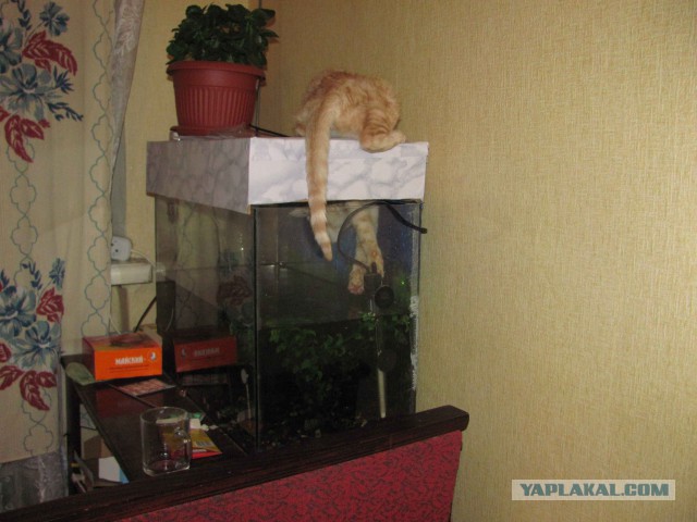 Хоть и не котовторник