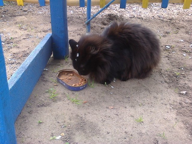 Котовторник 29-09-2015,