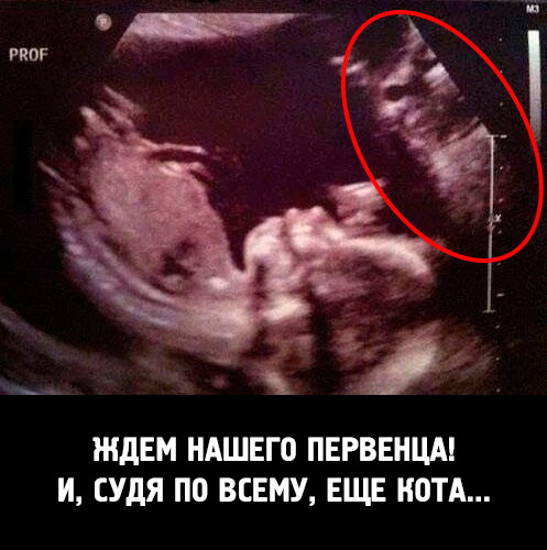 О важном. Проблемы котов