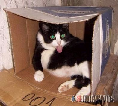 Коты, кошки, котята