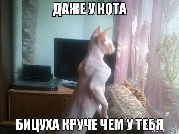 Картинки и демотиваторы