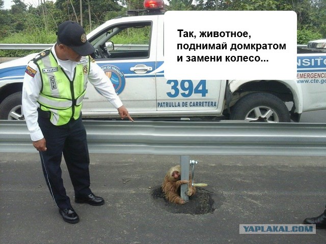 Маленького ленивца спасла полиция на скоростном шоссе