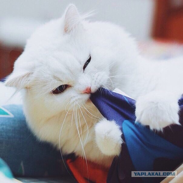 Котовторник 16.02.16