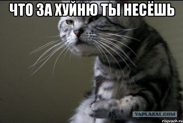 "Скучно чОта...Давай там погладь меня, я не знаю..."