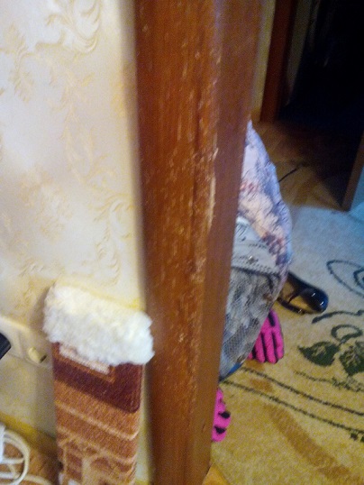 Купил лежанку для кота