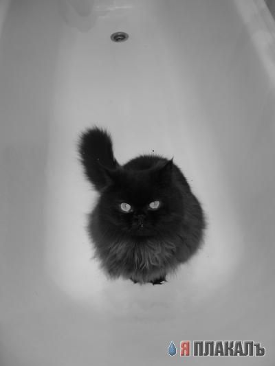 Коты, кошки, котята