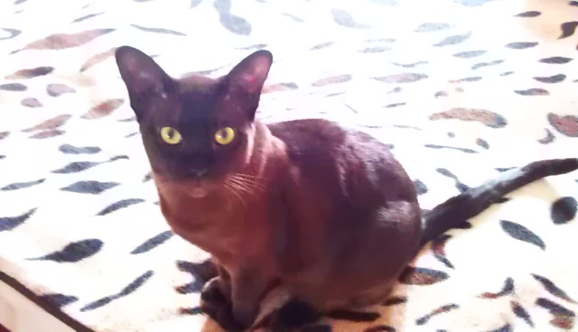 Нападение котэ