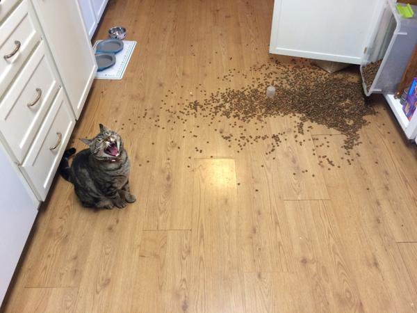 Прикольные животные
