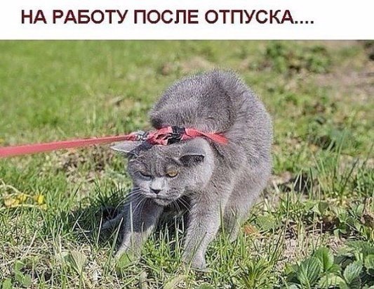 Прикольные животные