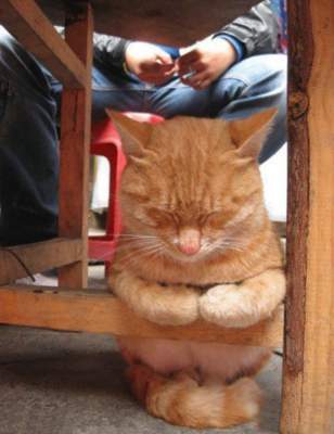Кошачьи сны