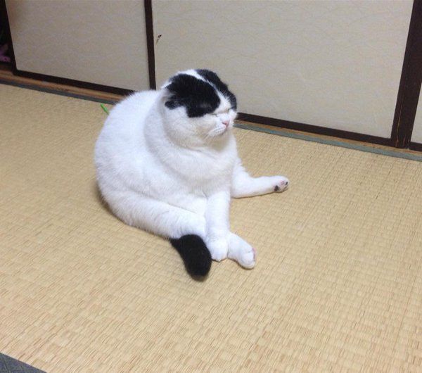 Коты из сети