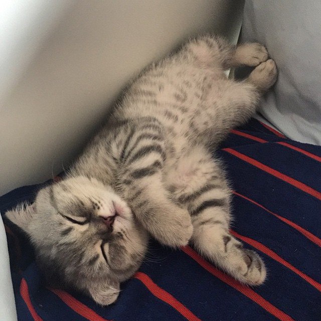 Коты и Кошки